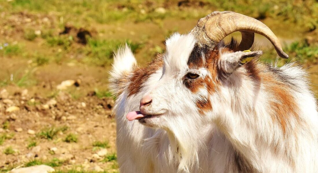 goat, tongue, fun-2190007.jpg